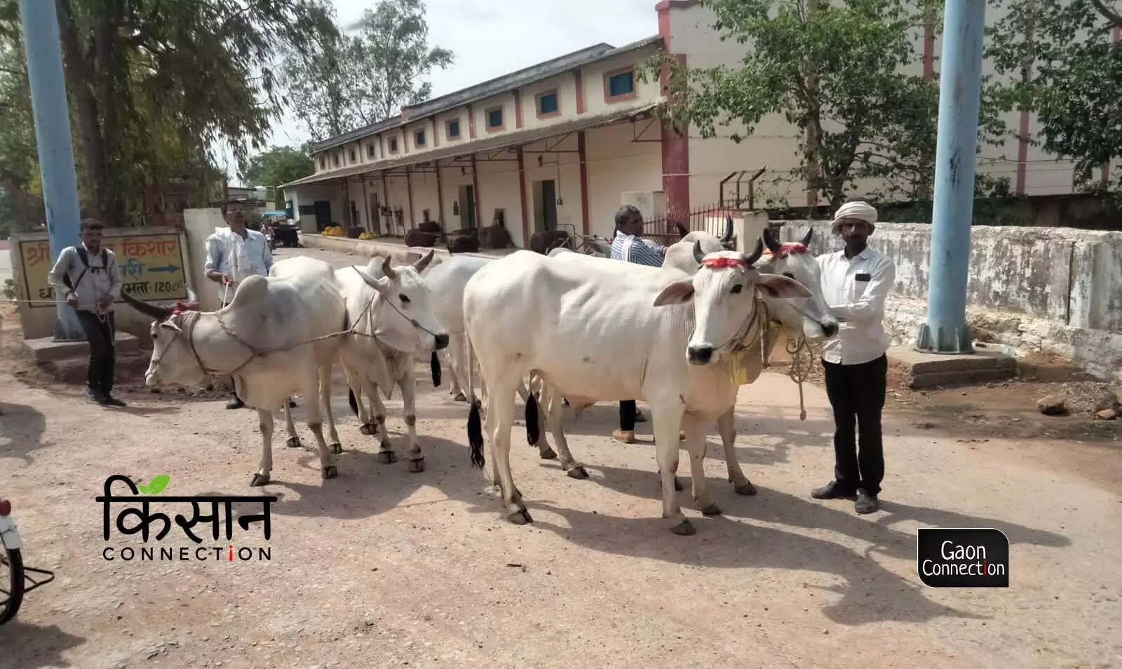 The indigenous Kenkatha breed of cattle is fast disappearing. Here’s why we should be worried.