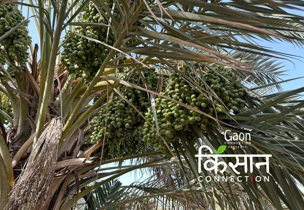 A Date With Israel: Farmers in Jaisalmer experiment with dates