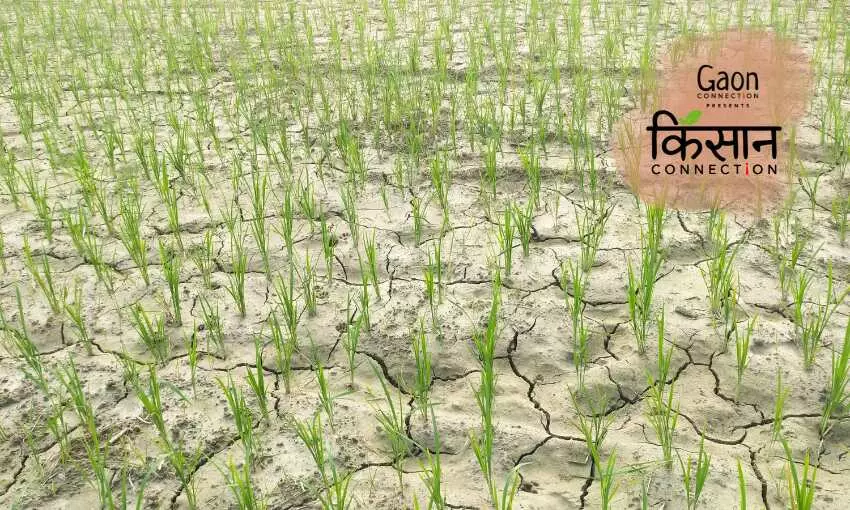Floods in Punjab, Haryana and UP, but farmers in Bihar stare at drought conditions; paddy sowing affected