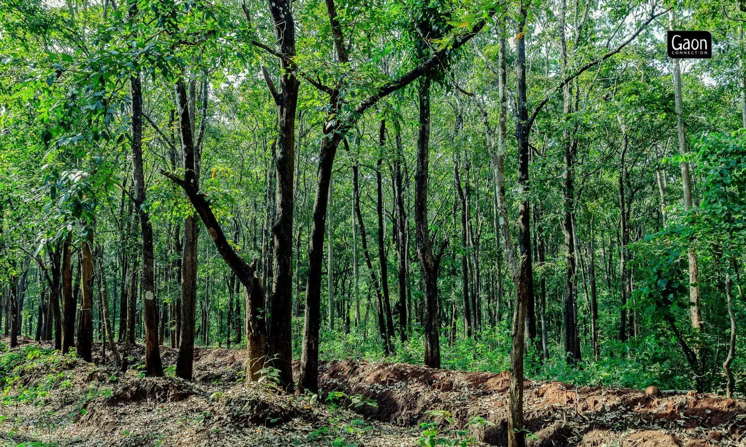 Explained: Decoding the Forest (Conservation) Amendment Bill, 2023 which recently got passed by  Lok Sabha