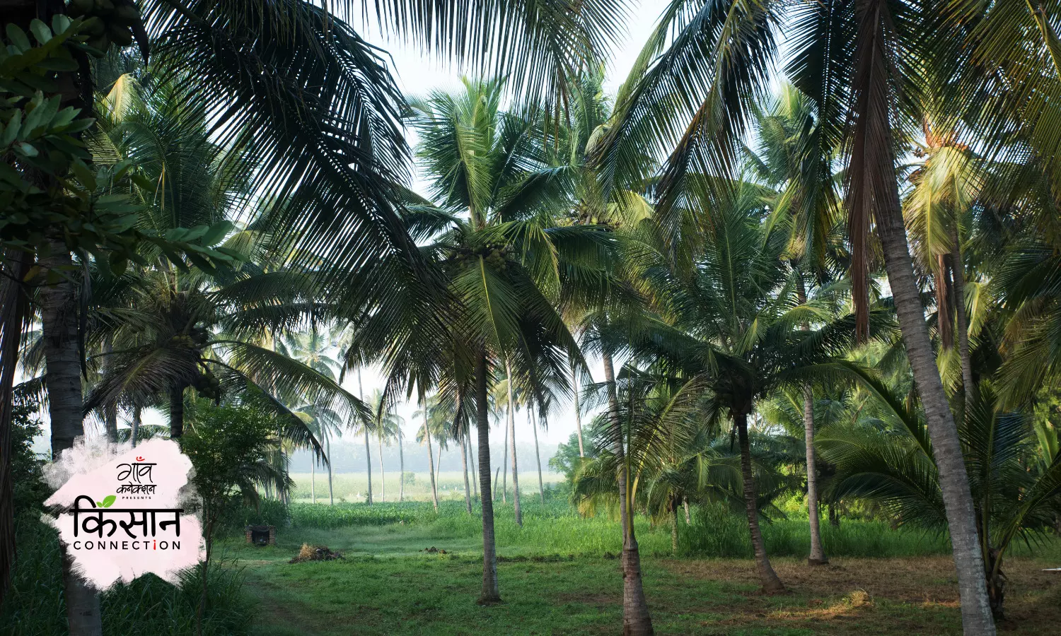 जानिए कैसे करें पालेकर खाद्य जंगल पंच स्तरीय मॉडल में   कल्पवृक्ष नारियल की बागवानी