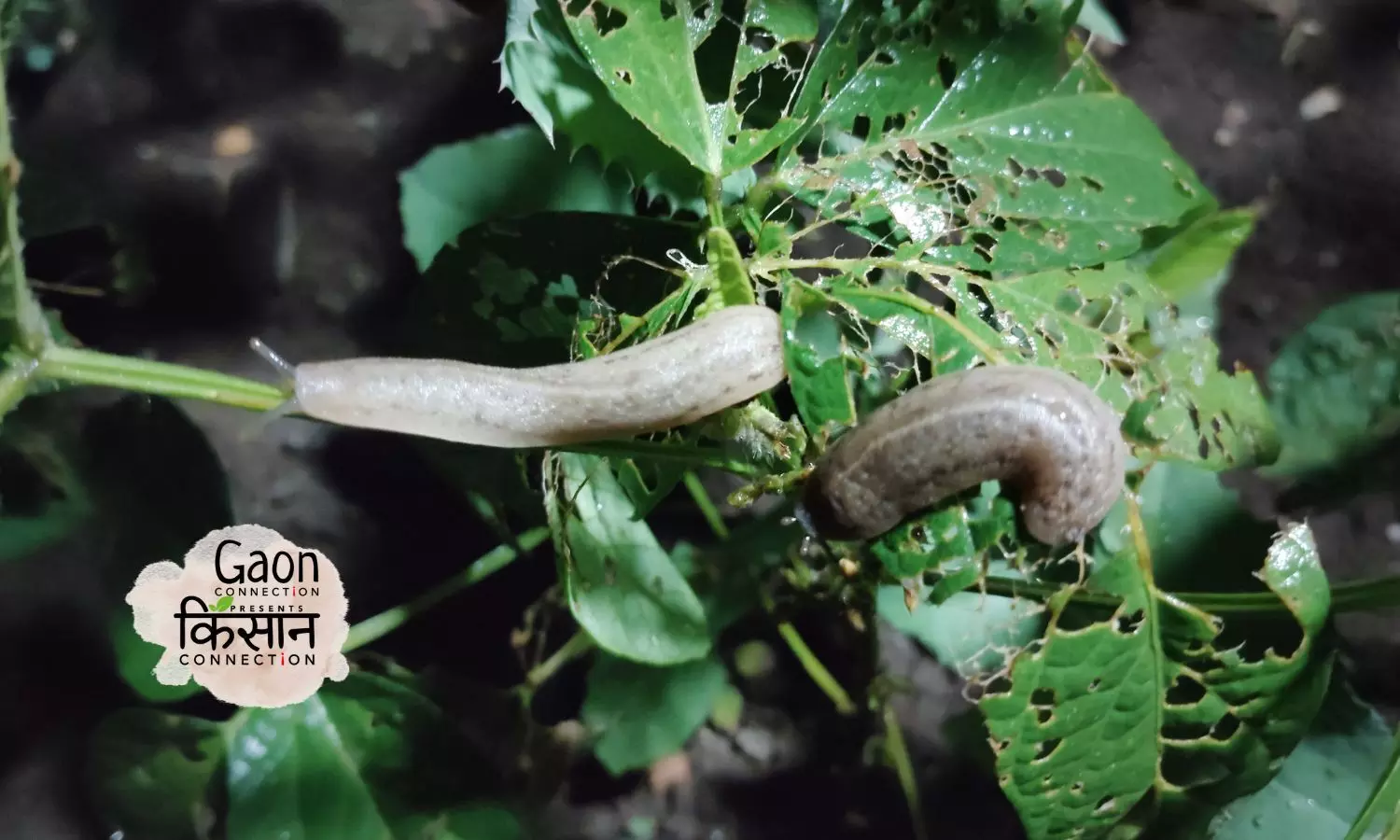 Snail Invasion Destroys Soybean Farms In Maharashtra