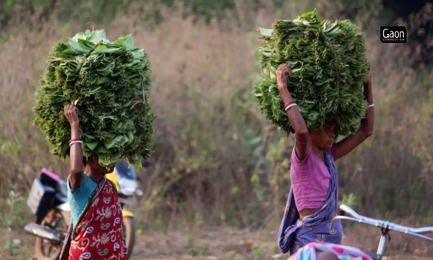 Leaves, lives and livelihoods — tribal women risk their lives to earn Rs 5 for every 100 sal leaves they collect