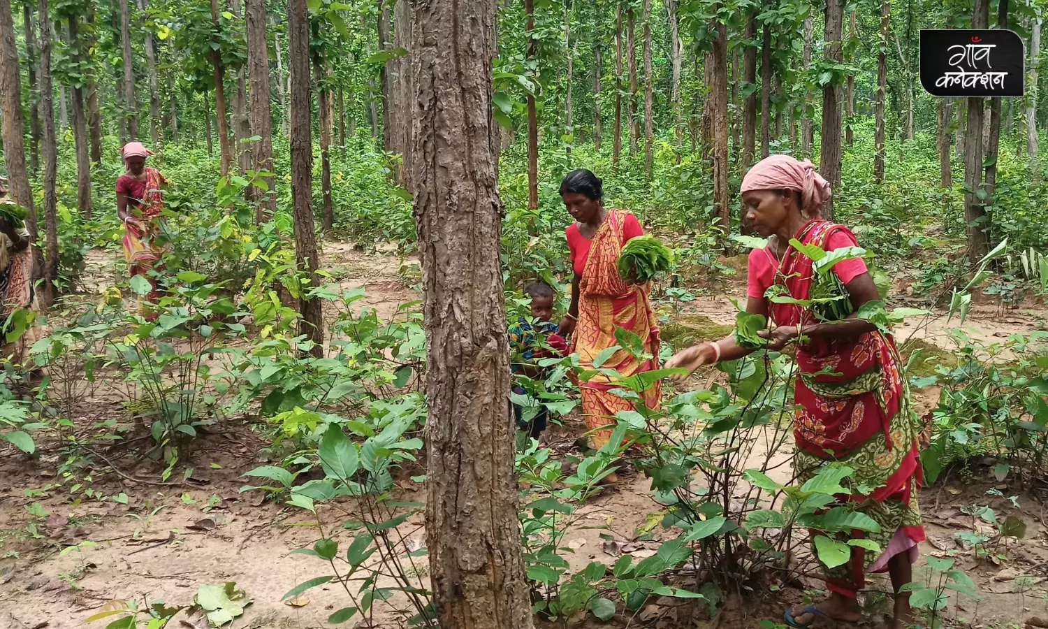क्यों बड़ी बात है इन आदिवासी महिलाओं का साल के जंगलों से सुरक्षित लौट आना