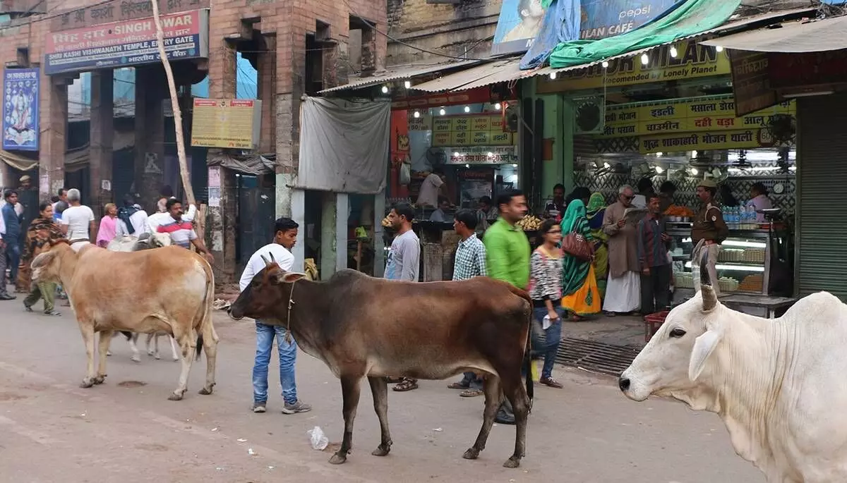 Rs 50 Per Cow Per Day: Uttar Pradesh Govt Releases Funds To Deal With Stray Cattle Menace