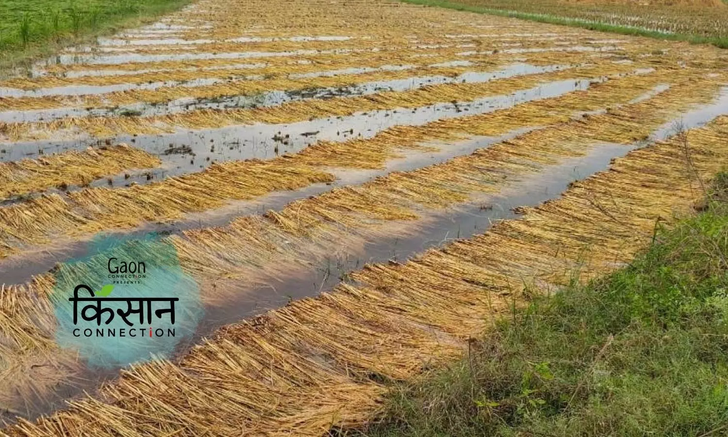 Uttar Pradesh: Fresh Trouble For Paddy Farmers As Rain Damages Ripened Crop