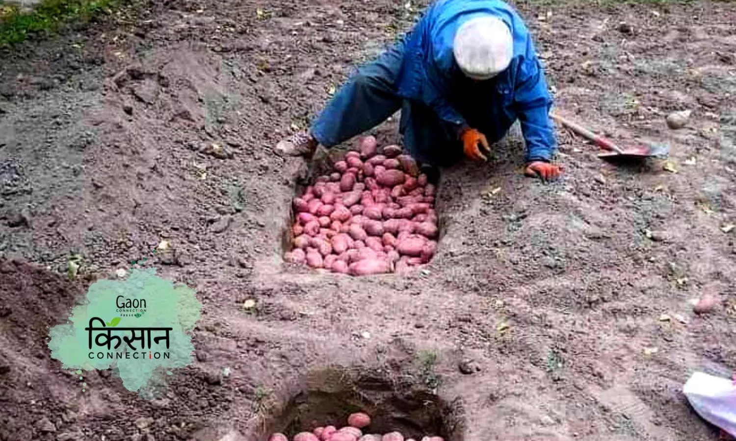 Potatoes: Buried Treasure in Gurez Valley