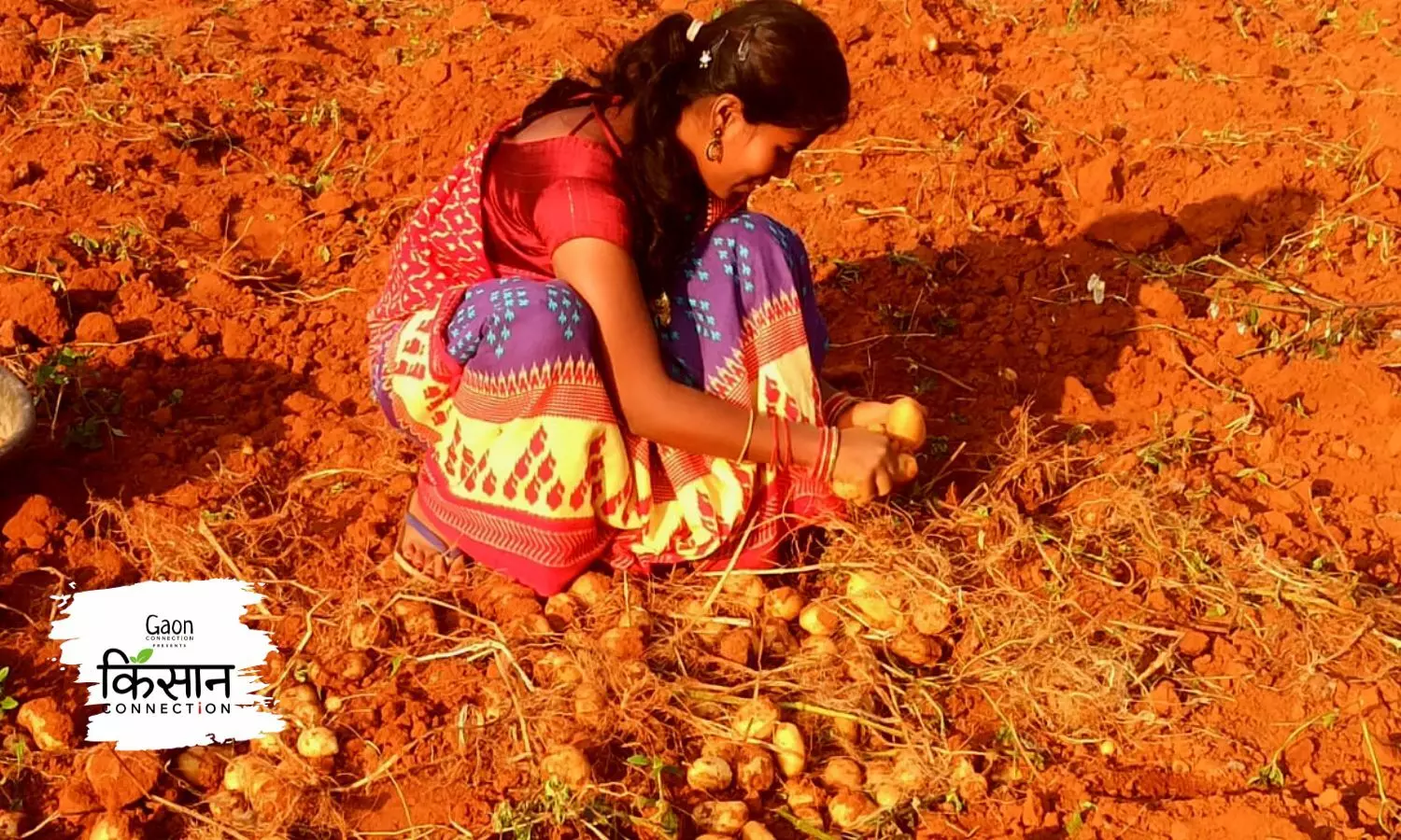 ‘Rain Potatoes’ Shower Profits on Tribal Farmers in Koraput