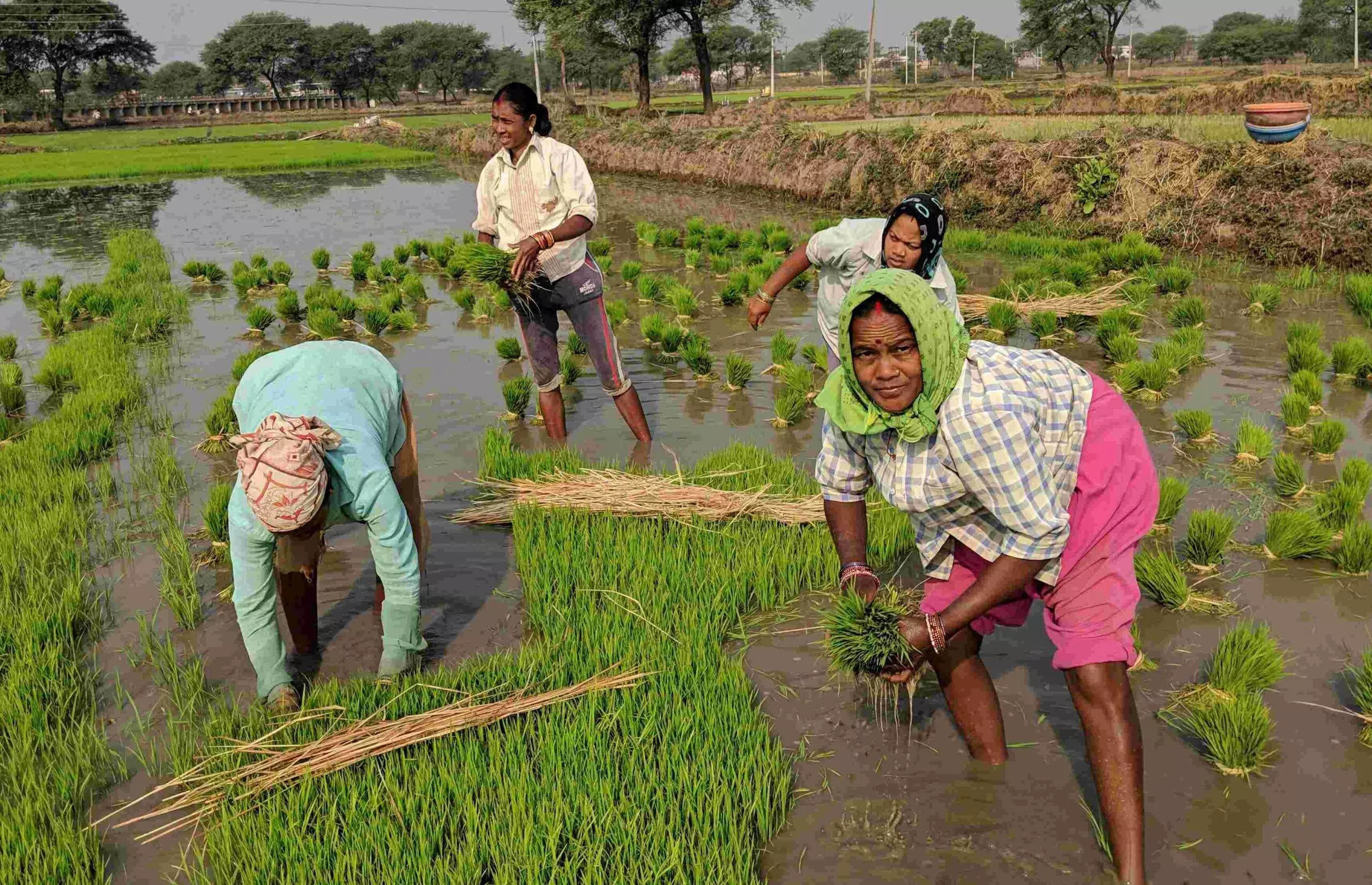 UN Report Finds 71% of Working Women in South Asia to be Engaged in Agrifood Systems