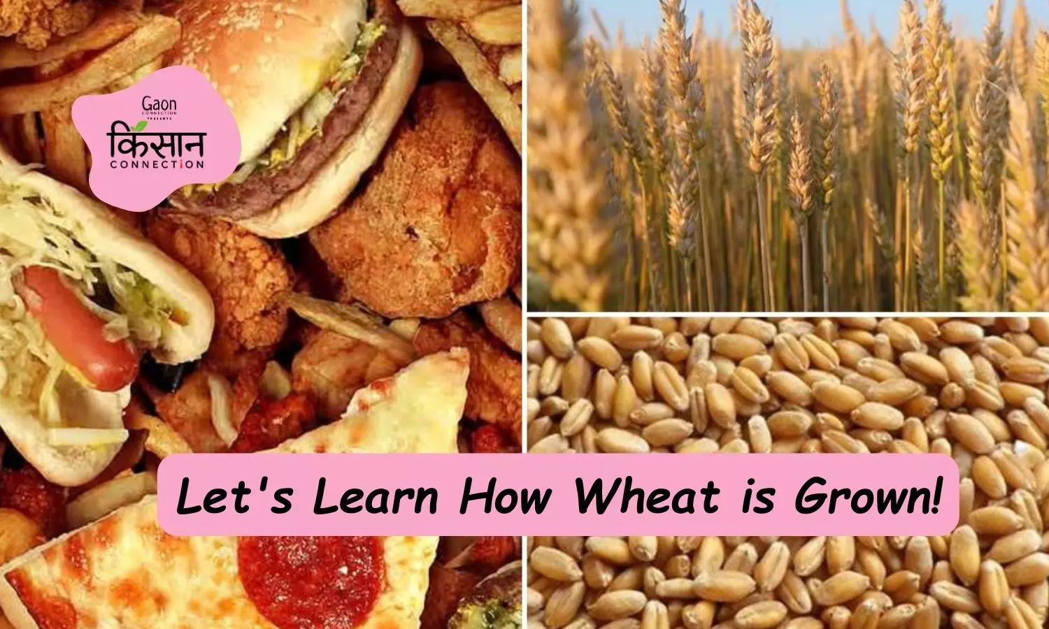 Tell your Kids about how Farmers Cultivate Wheat
