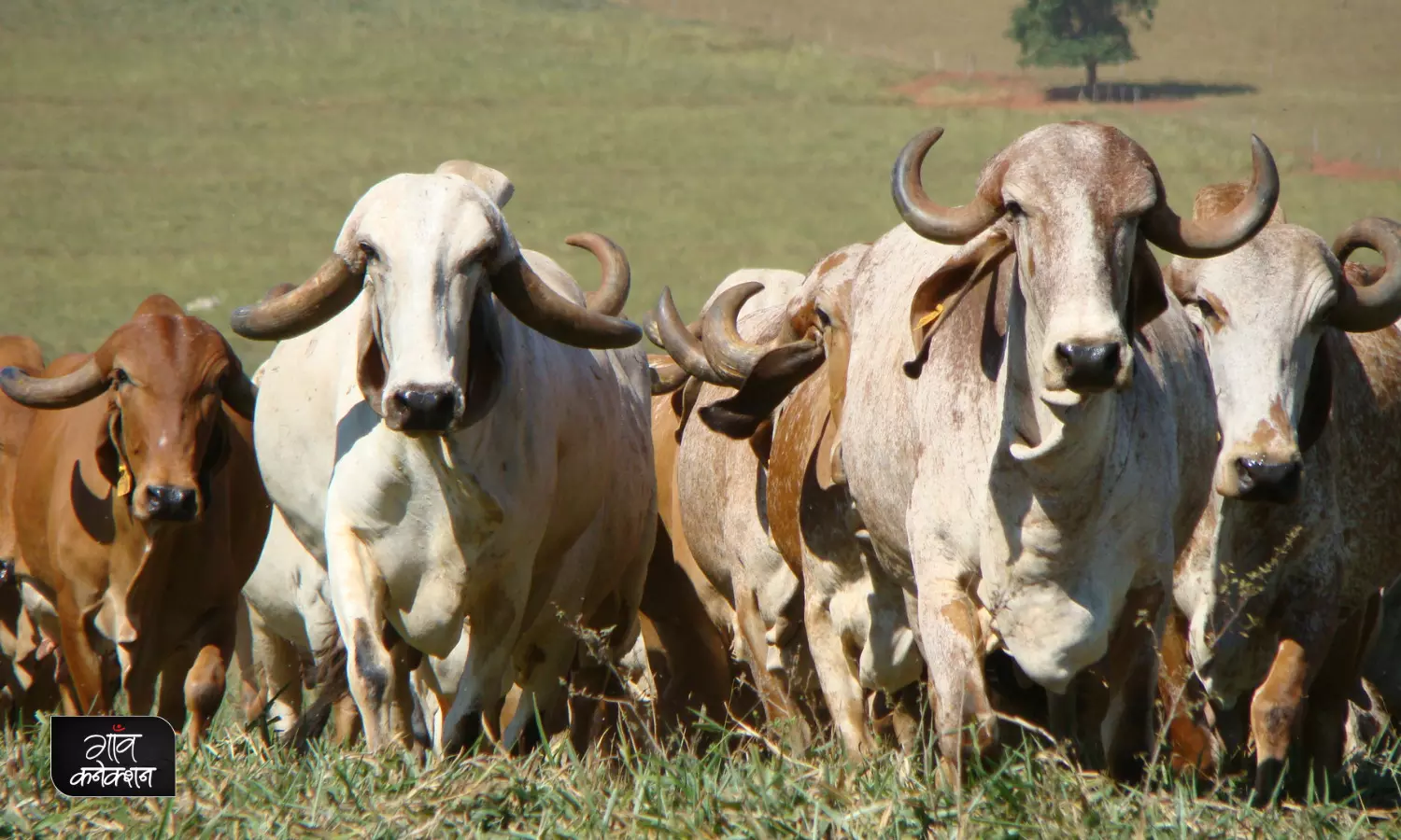 गाय-भैंस की देसी नस्लों के संरक्षण के लिए इस बार इन्हें मिल रहा राष्ट्रीय गोपाल रत्न पुरस्कार