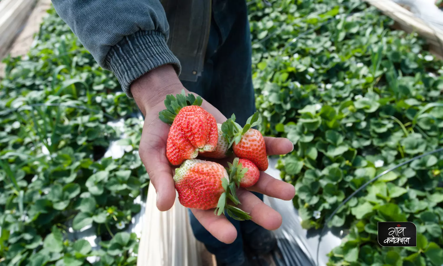 स्ट्रॉबेरी की खेती करते हैं तो इनकी कमी मत होने दीजिए कम हो सकते हैं फल
