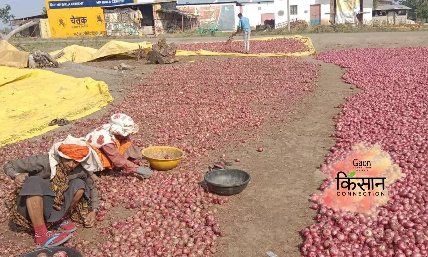 Onion Export Ban: Farmers in Maharashtra and Madhya Pradesh, Top Onion Producing States, Launch Protests