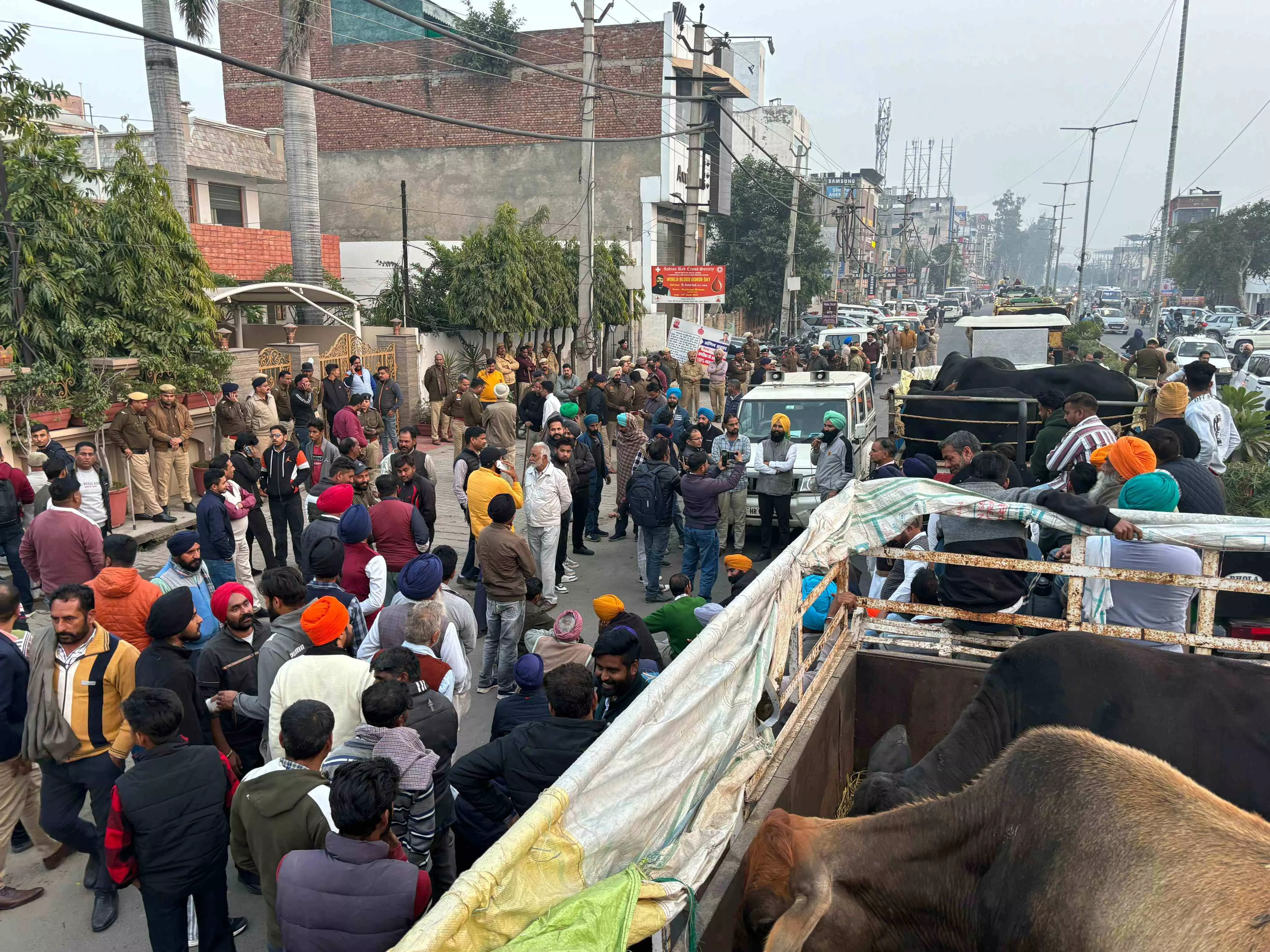 Ambala Farmers Protest With Tractors-Load of Stray Cattle