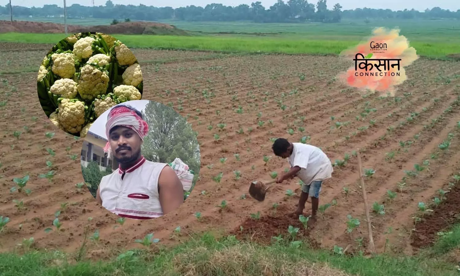 Timing Is Everything — A Farmer Earns Rs 5 Lakh in Two Months by Tweaking the Cauliflower Sowing Period