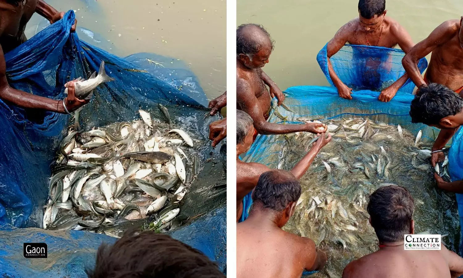 Project Pokhar Promises Profits to Small-Scale Fish Farmers in Bihar