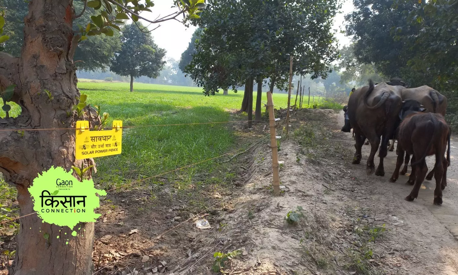 Solar Fences Keep Stray Cattle at Bay and Help Protect Crops in Unnao, UP