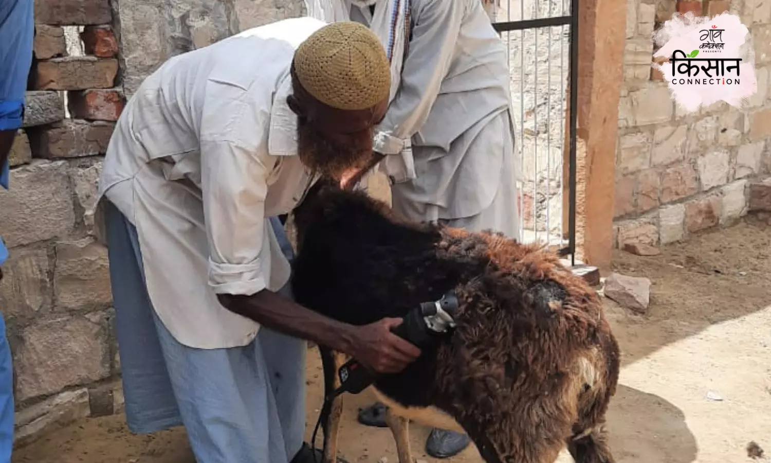 मशीन से भेड़ों की ऊन निकालने और चारे की खेती से अच्छी कमाई कर रहे हैं राजस्थान के भेड़पालक