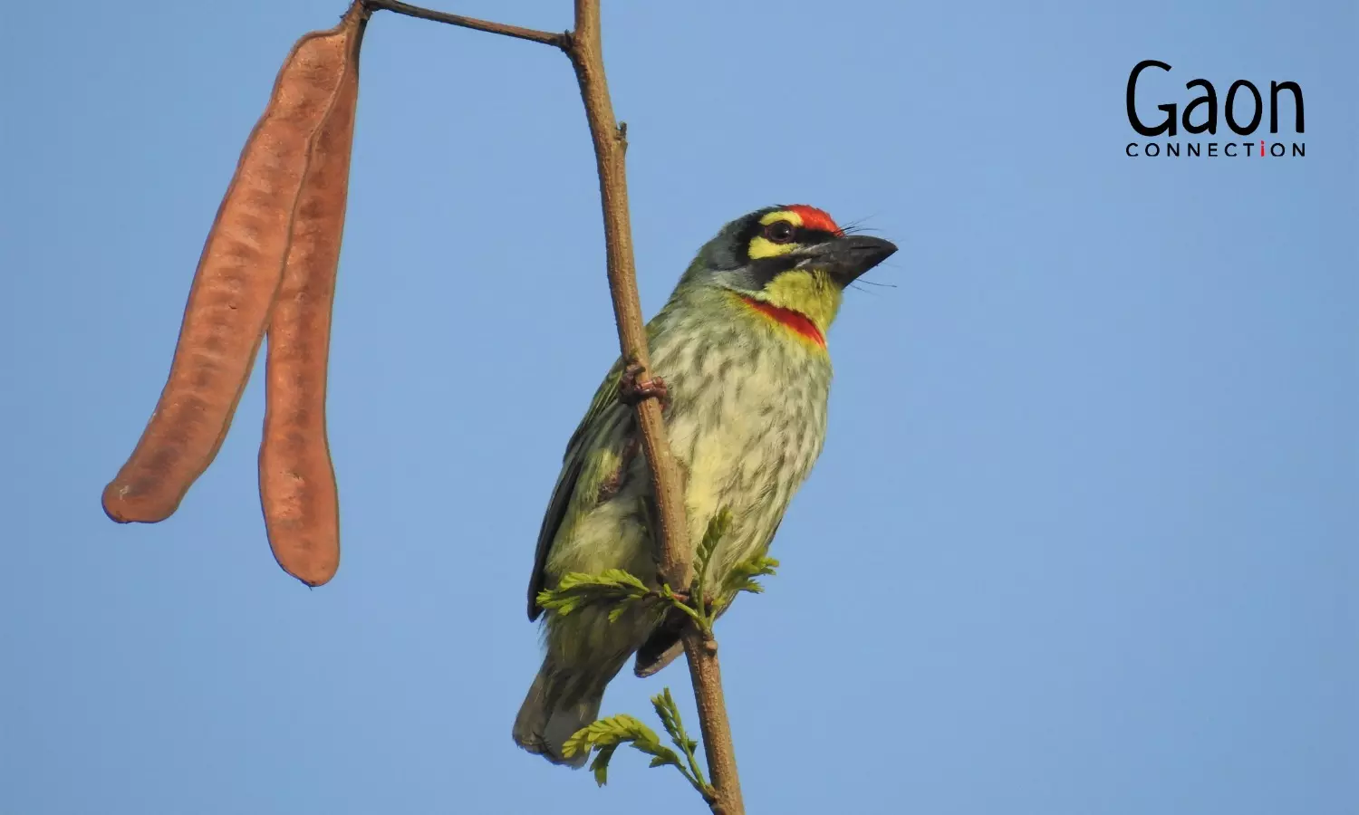 The birds of spring: messengers of a beautiful season in India