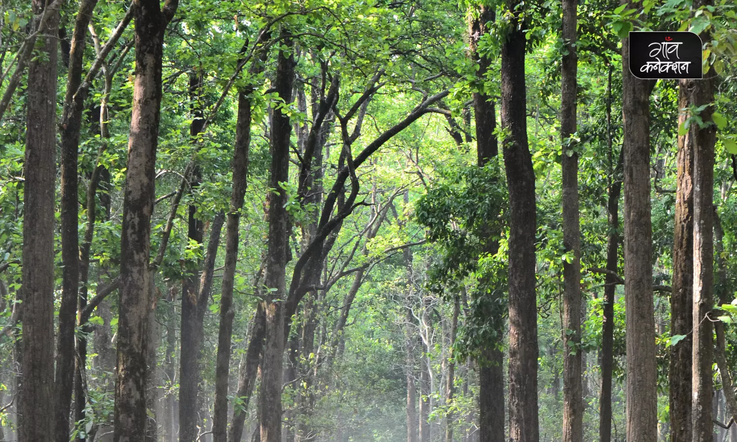 विश्व के 10 सबसे अधिक वन संपदा वाले देशों में से एक है भारत