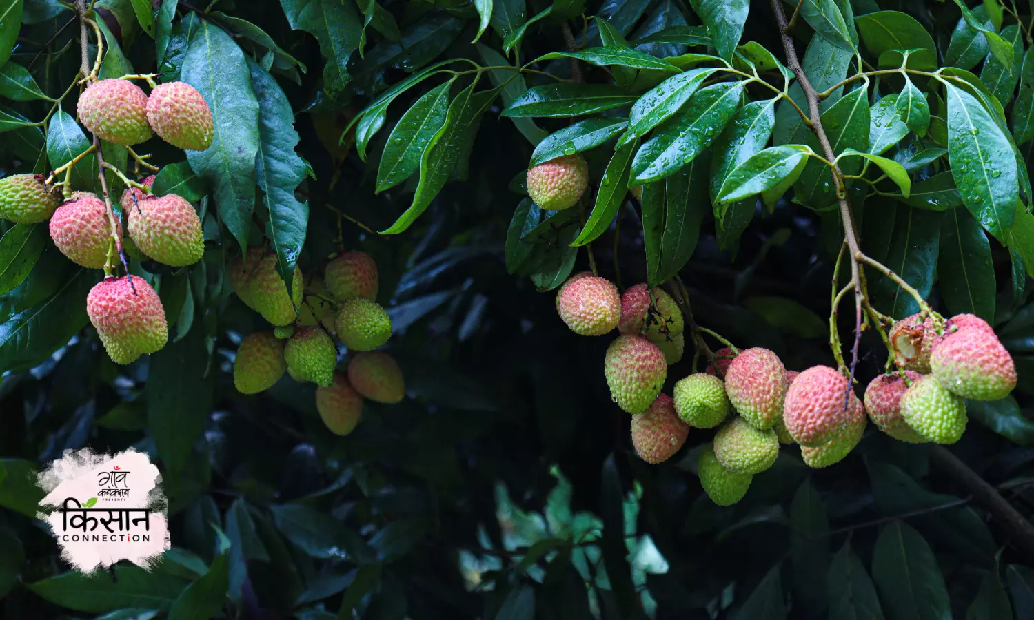 लीची में लौंग अवस्था में किया गया प्रबंधन बढ़ा देगा उत्पादन और फलों की गुणवत्ता