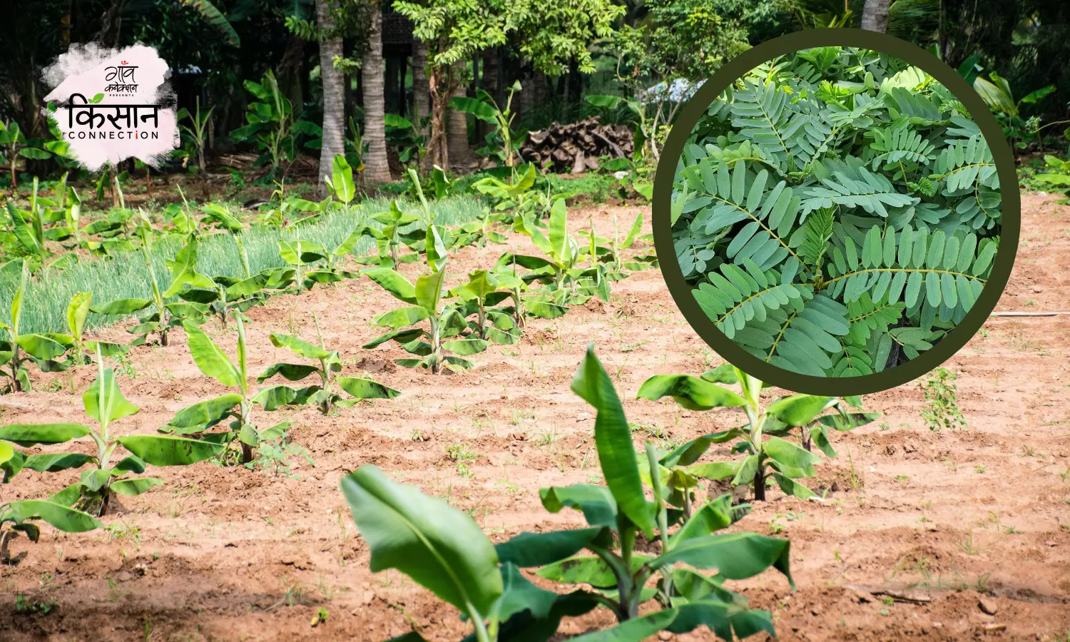 केला की खेती से पहले उस खेत में लगाइए ये फसल, घट जाएगी रासायनिक उर्वरकों की लागत
