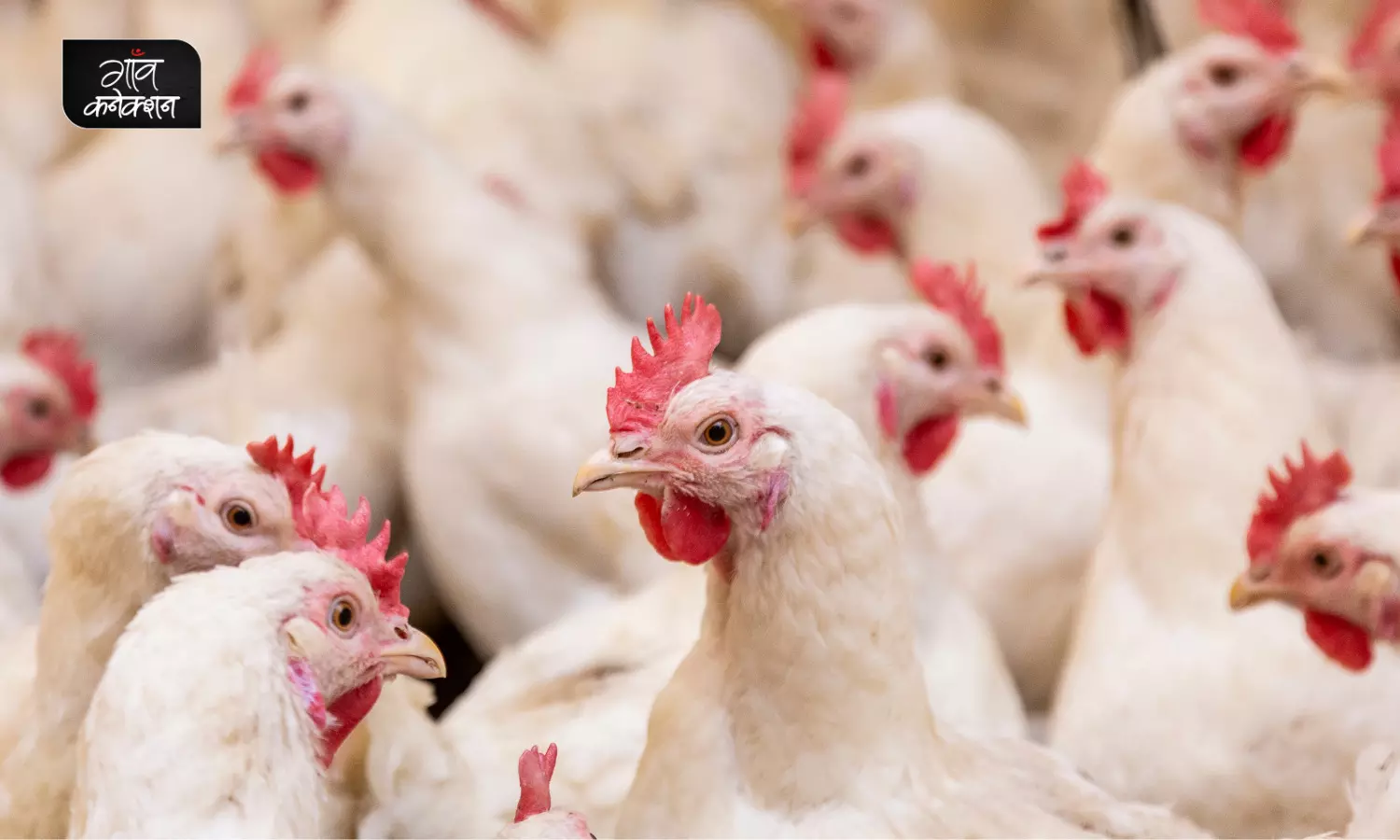 झारखंड के रांची में बर्ड फ्लू, संक्रमण रोकने के लिए एक किमी के दायरे में मारी गईं हज़ारों मुर्गियाँ