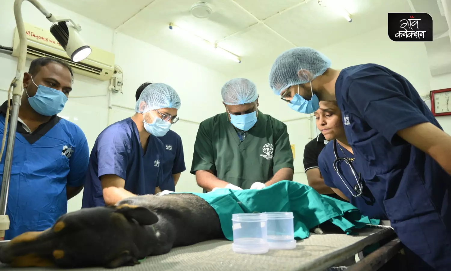 विश्व पशु चिकित्सा दिवस: पशु चिकित्सकों ने सीखा कैसे कर सकते हैं बेहतर इलाज
