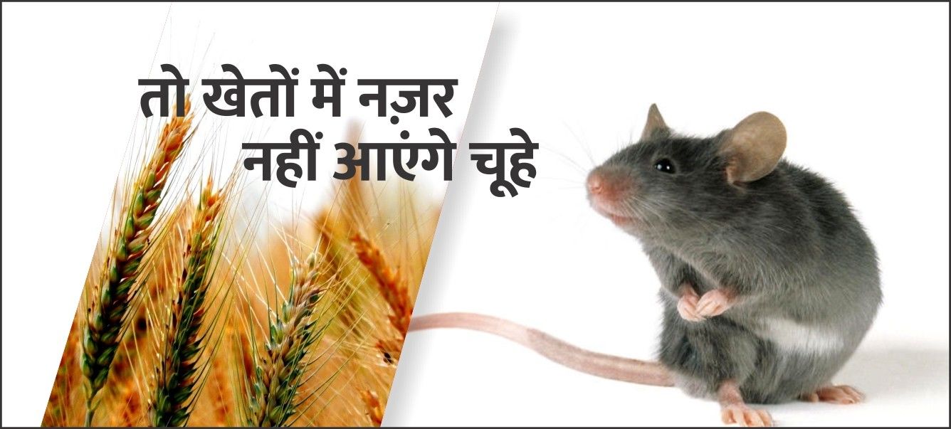 ये सावधानियां अपनाकर किसान अपनी फसलों को चूहों से बचाएं