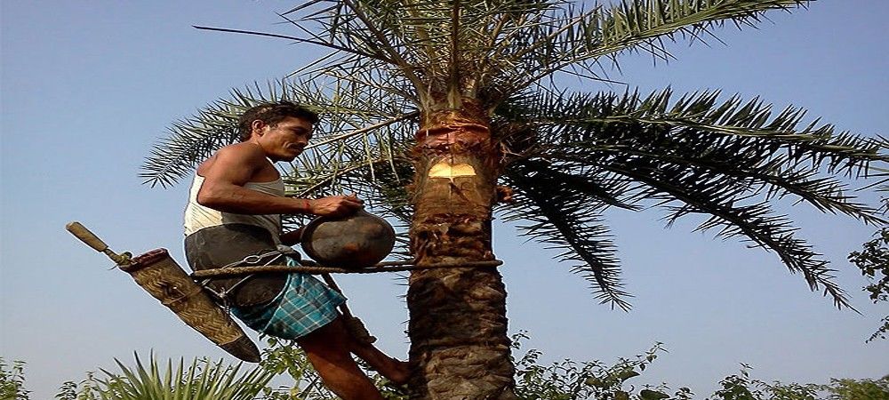 बिहार सरकार बेचेगी ताड़ और खजूर का रस, मई से शुरु होगा ‘नीरा’ का उत्पादन