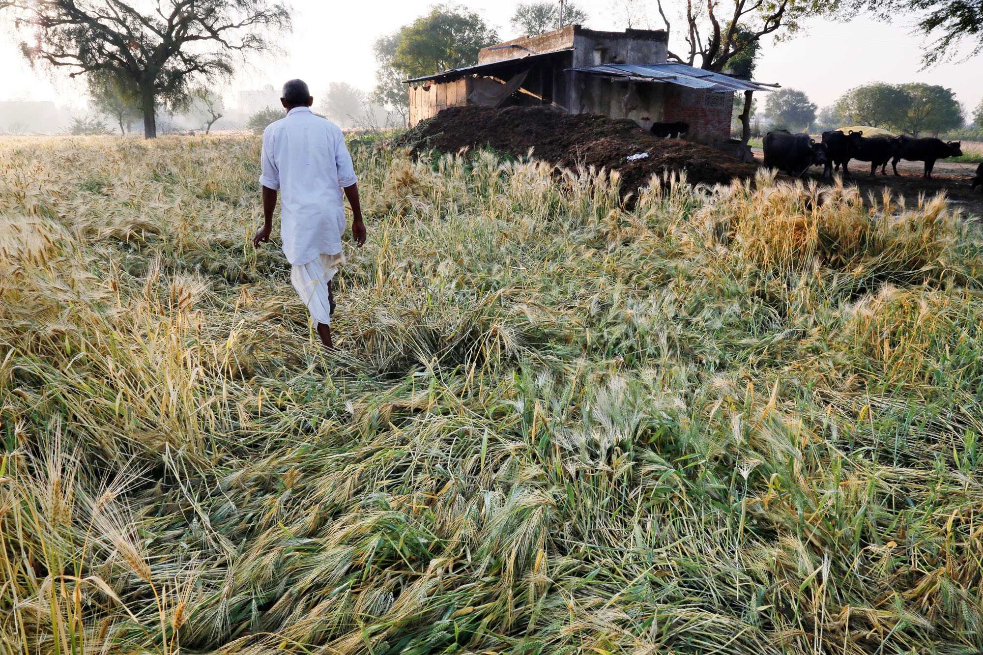 मध्य प्रदेश : ओलावृष्टि से 984 गांवों की फसलों को नुकसान पहुंचा