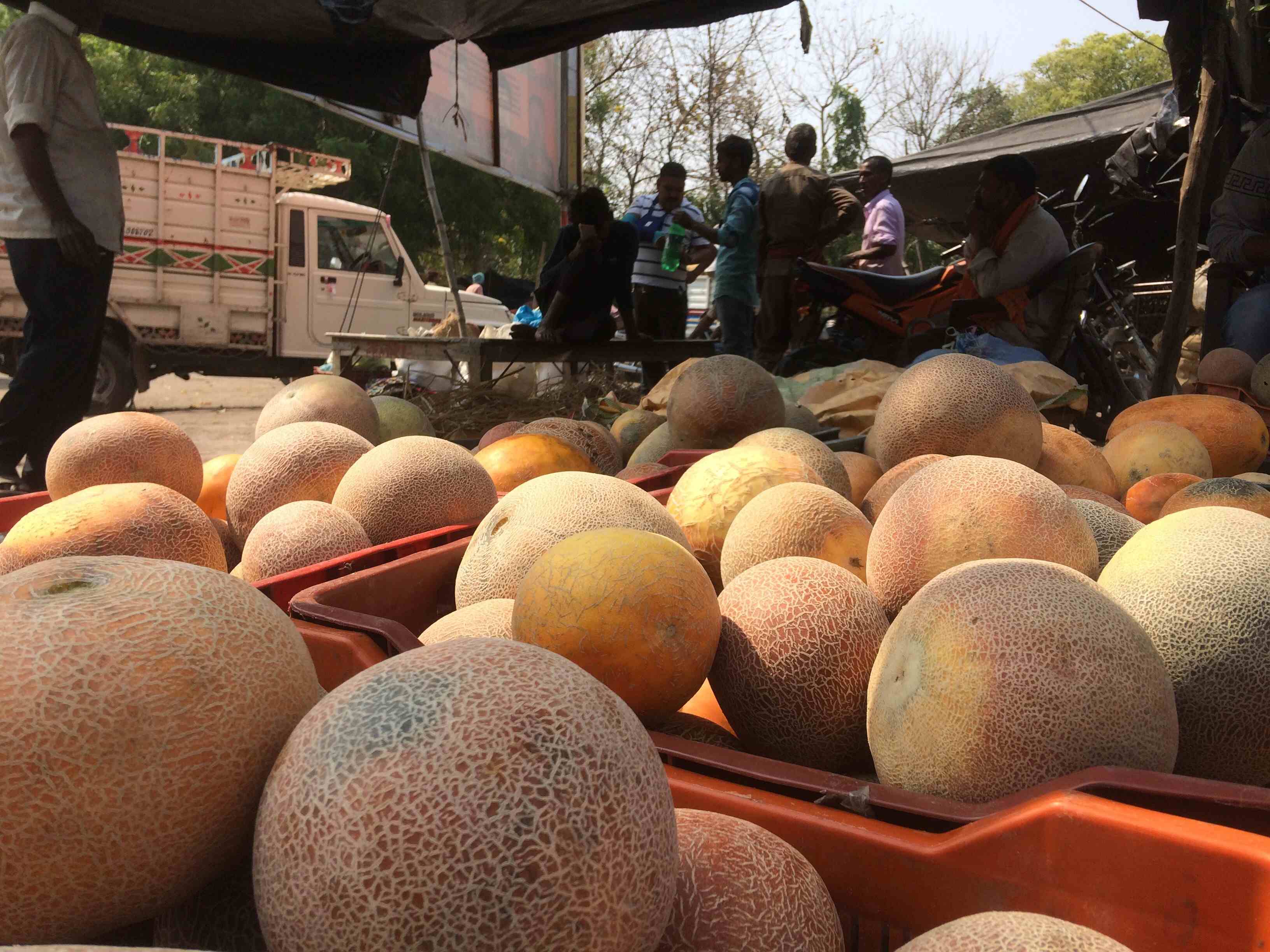आलू की कीमतों में तेजी,  खरबूजा किसानों की बल्ले-बल्ले, 5000 रुपए क्विंटल का मिल रहा रेट