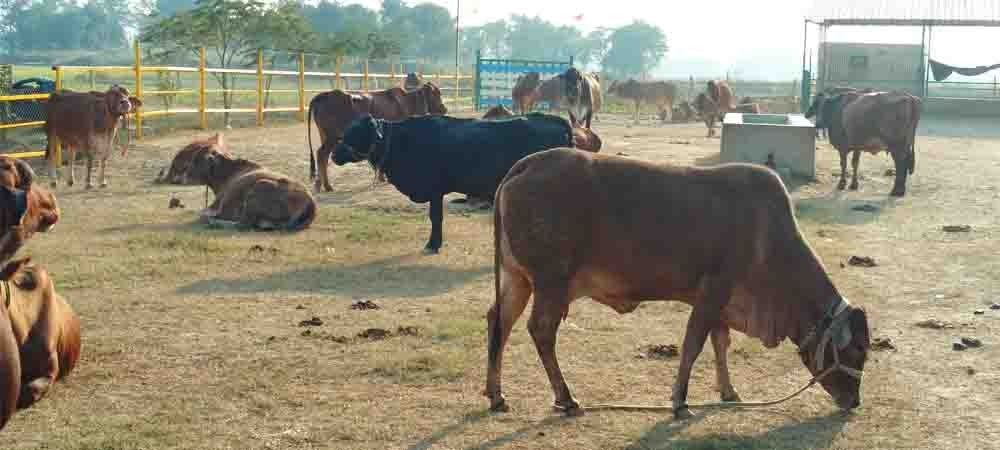 देशी नस्ल की  गायों के संरक्षण के लिए बनी गौशाला