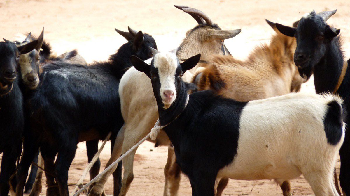 जानें भारत में कितनी हैं बकरियों की प्रजातियां, किससे कितना होता है फायदा