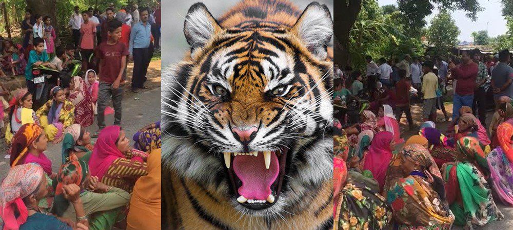 तीसरी महिला की मौत: तराई में आदमखोर बाघ का आतंक 