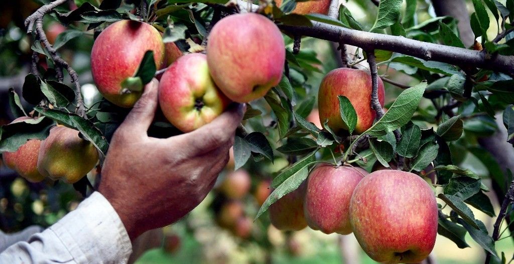 तस्वीरों में देखें कश्मीर के सेब की खेती 