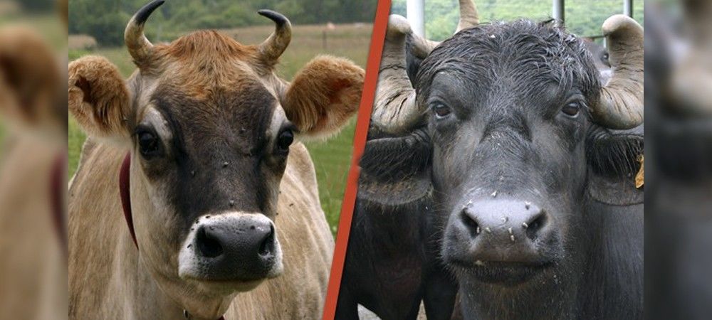 फ्लैट वाले भी पाल सकेंगे गाय भैंस , हरियाणा सरकार शुरू करेगी पशुओं के लिए हॉस्टल