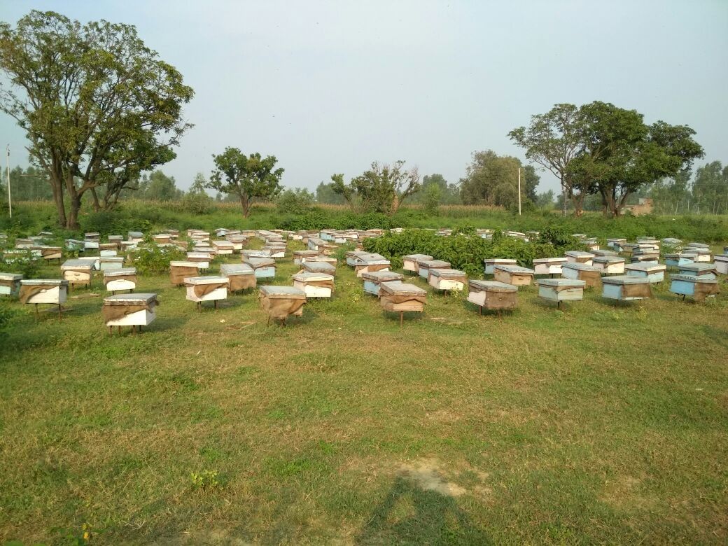 मधुमक्खी पालन के लिए युवा किसानों को किया जा रहा जागरूक