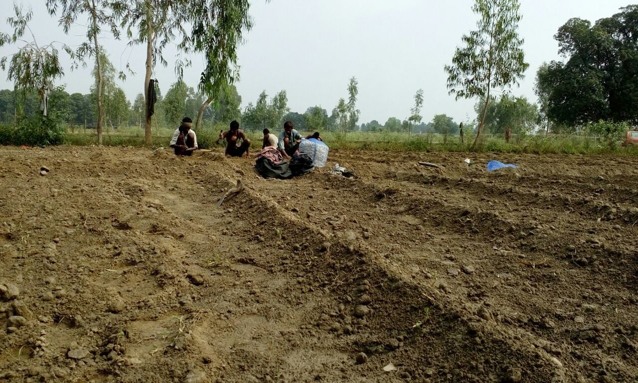 लहसुन की खेती से लाखों की कमाई कैसे करनी है फतेहपुर के रामबाबू से सीखिए