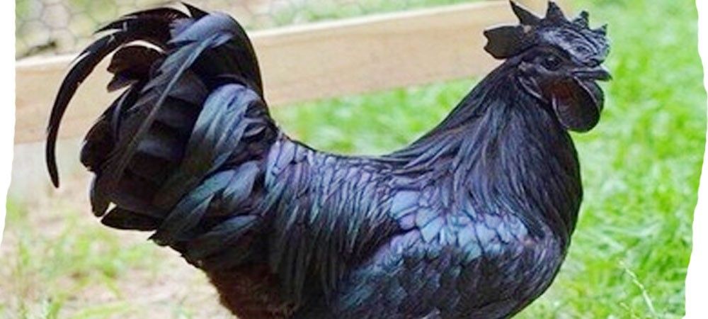 एक मुर्गा जिसके खून का रंग काला है, उसके लिए दो राज्य आपस में भिड़े 