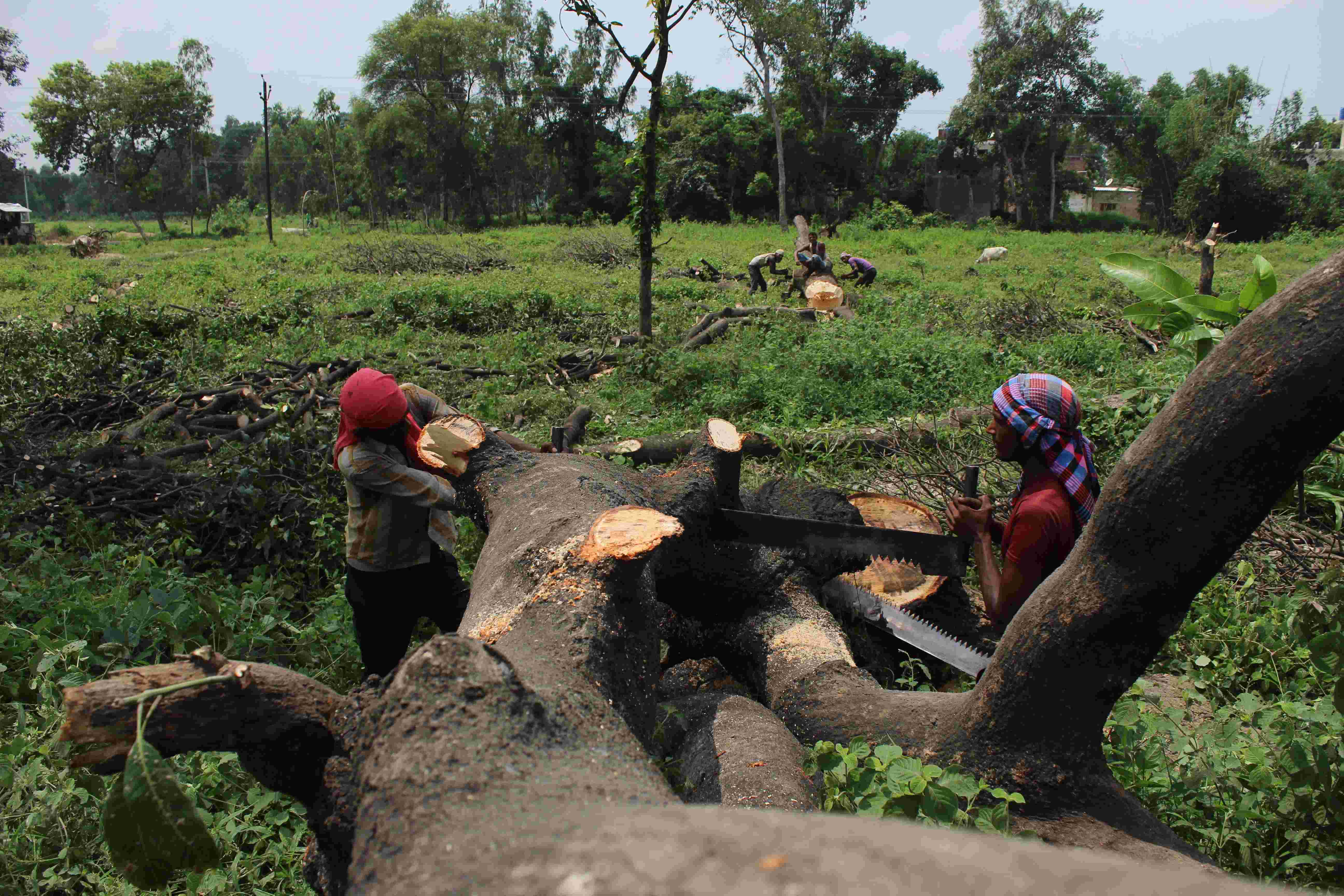 एक करोड़ ‘वृक्ष दूत’ करेंगे वनों का संरक्षण