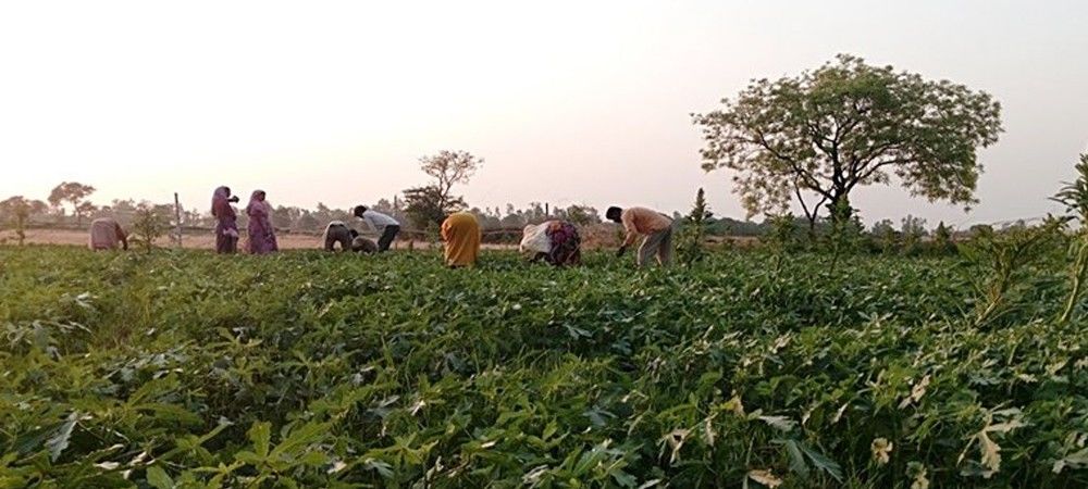 मध्य मैदानी इलाकों में वर्तमान मौसम ‘भिंडी की खेती’ के अनुकूल