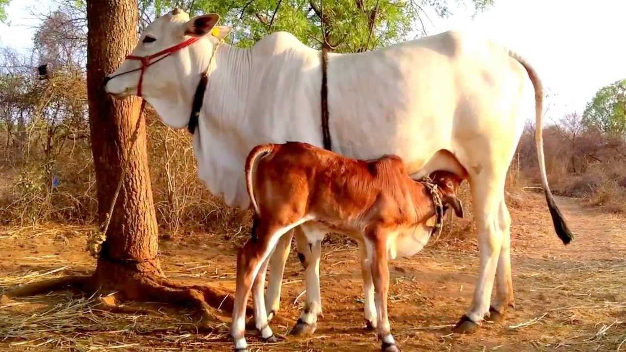देशी गायों की संख्या बढ़ाने को सरकार की जीनोम अनुक्रमण योजना 