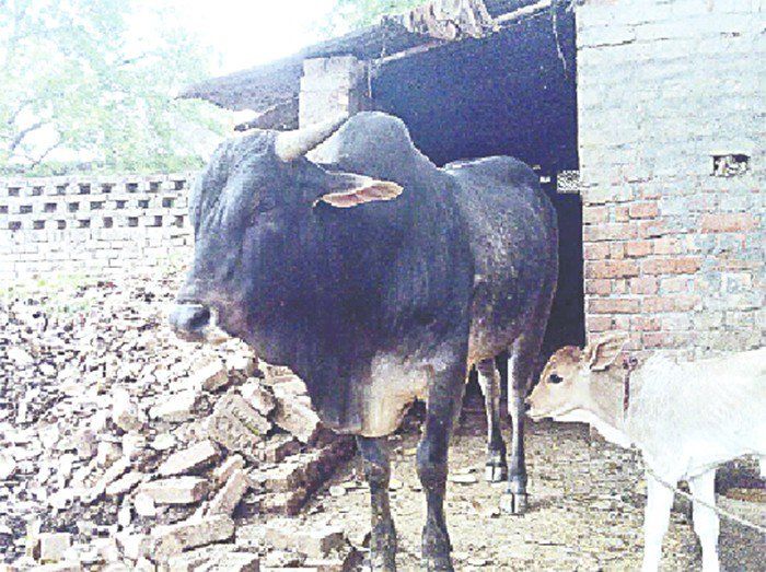 हरियाणा सरकार की इस योजना से छुट्टे सांड की समस्या पर लगेगा अंकुश, बढ़ेगा दूध का उत्पादन 
