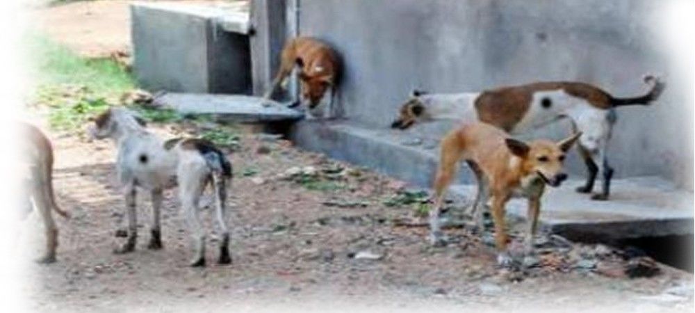 पोस्टमार्टम हाउस के बाहर खुले में रखा गया विदेशी महिला का शव, कुत्तों ने बनाया निवाला
