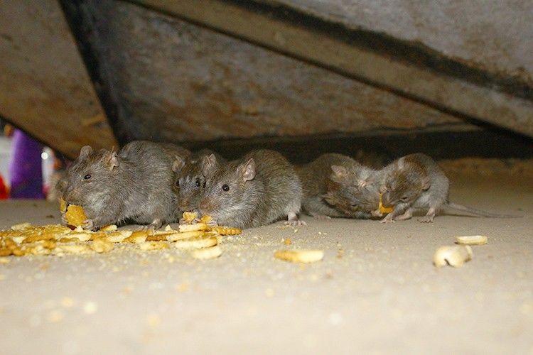चूहों की सुरंगें गिरा सकती हैं चारबाग स्टेशन
