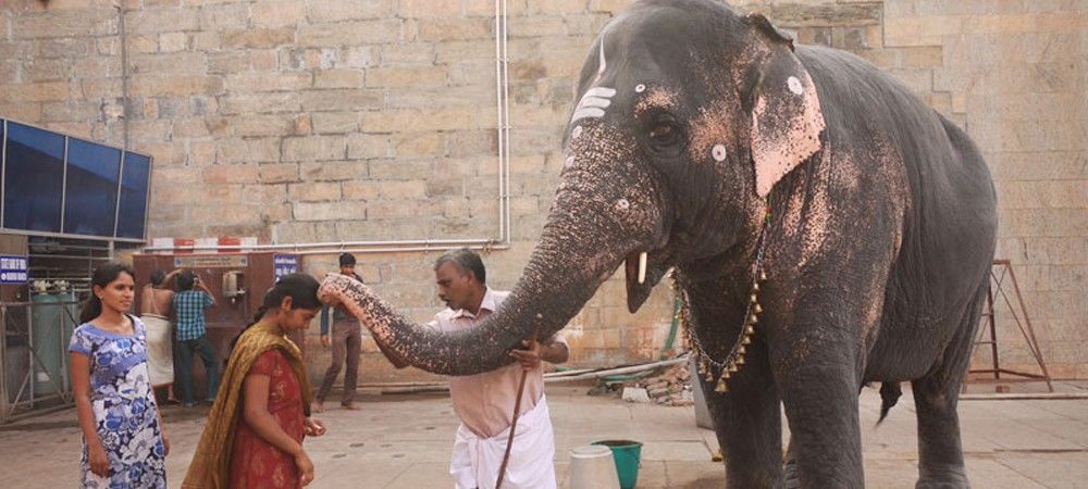 लोगों को अशीर्वाद देने के लिए हाथियों के इस्तेमाल पर अदालत ने जताई नाराजगी  