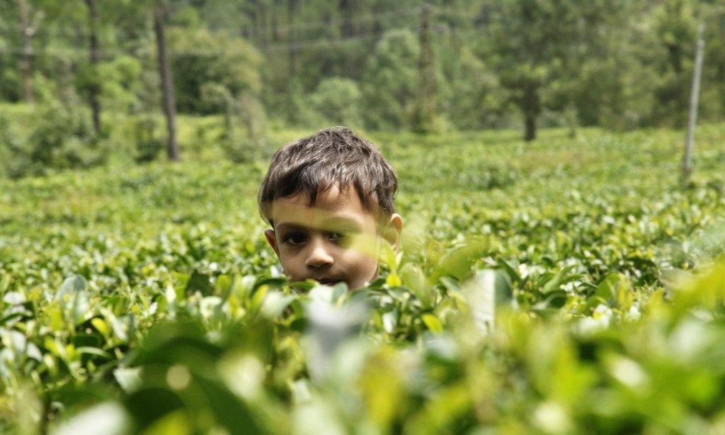 हिमाचल में घट रही तो उत्तराखंड में बढ़ रही चाय की खेती