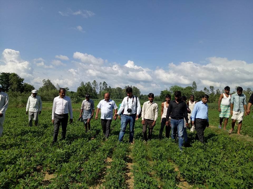 कृषि विज्ञान केन्द्र के प्रयास से सीतापुर में बढ़ा मूंगफली का रकबा 