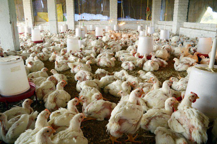 दिल्ली के गाजीपुर मुर्गा मंडी में आने वाली मुर्गियों के लिए स्वास्थ्य प्रमाण पत्र अनिवार्य